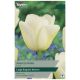 Angels Wish Tulip - Taylors Bulbs