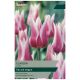 Taylors Bulbs - Claudia - Tulip