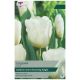 Calgary Tulip - Taylors Bulbs