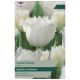 Honeymoon Tulip Bulb Set - Taylors Bulbs