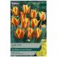 Taylors Bulbs - Cape Cod - Tulip