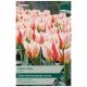 Mary Ann Tulip - Taylors Bulbs