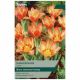 Shakespeare Tulip Bulb Set - Taylors Bulbs