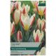 Taylors Bulbs - The First - Tulip