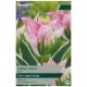 China Town Tulip - Taylors Bulbs