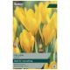 Yellow Crocus - Taylors Bulbs