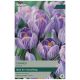Striped Crocus - Taylors Bulbs