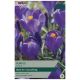 Purple Crocus Bulb Sets - Taylors Bulbs