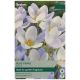 Blue Pearl Crocus - Taylors Bulbs