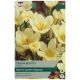Cream Beauty Crocus - Taylors Bulbs