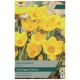 Goldilocks Crocus - Taylors Bulbs