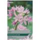 Eros Allium Bulb Set - Taylors Bulbs