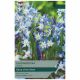 Chionodoxa Fobesii Bulbs - Taylors Bulbs