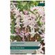 Chionodoxa Pink Giant Bulbs - Taylors Bulbs