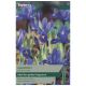 Harmony Iris Reticulata - Taylors Bulbs
