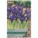 Blue Note Iris Reticulata - Taylors Bulbs