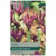J S Dijt Iris Reticulata - Taylors Bulbs Set