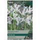Frozen Plant Iris Reticulata Bulb Set - Taylors Bulbs