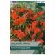 Cascading Orange Begonia Bulb Set