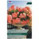 Aromantics Begonia Bulb Set