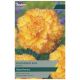 Taylors Bulbs - Feathered Sun - Begonia