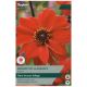 Taylors Bulbs - Bishop of Llandaff - Dahlia 
