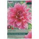 Taylors Bulbs - Emory Paul - Dahlia 