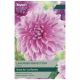 Taylors Bulbs - Lavender Perfection - Dahlia 