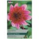 Taylors Bulbs - Blue Bayou - Dahlia 