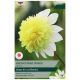 Taylors Bulbs - Freya's Paso Doble - Dahlia 