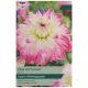 Taylors Bulbs - Pink Petticoat - Dahlia