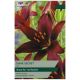 Taylors Bulbs - Dark Secret - Lily