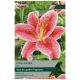 Taylors Bulbs - Stargazer - Lily