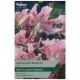 Taylors Bulbs - Speciosum Rubrum - Lily