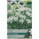 Taylors Bulbs - Neapolitanum - Allium