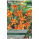 Taylors Bulbs - Emily McKenzie - Crocosmia