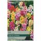 Taylors Bulbs - Mixed Ixias (African Corn Lily) 
