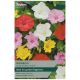 Taylors Bulbs - Mirabilis - Jalapa