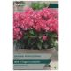 Taylors Bulbs - Bambini Primadonna - Phlox