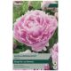 Taylors Bulbs - Sarah Bernhardt - Paeonia