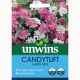 Candytuft Fairy Mix - Candytuft Seeds