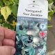 Variegated Star Jasmine