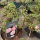 Viburnum Collection - Pink Sensation