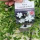 Vinca Periwinkle - Gertrude Jekyll