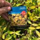 Vinca Illumination Golden Lesser Periwinkle