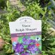 Vinca Ralph Shugart - Periwinkle
