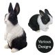 Vivid Arts Real Life Dutch Rabbits - Design Choice