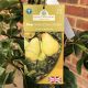 Pear (Pyrus) Williams' Bon Chrétien 11.5 L