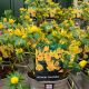 Winter Aconite 1L