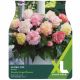 Samba Mix Begonia Bulb Set